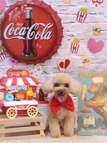 20230907こむぎちゃん